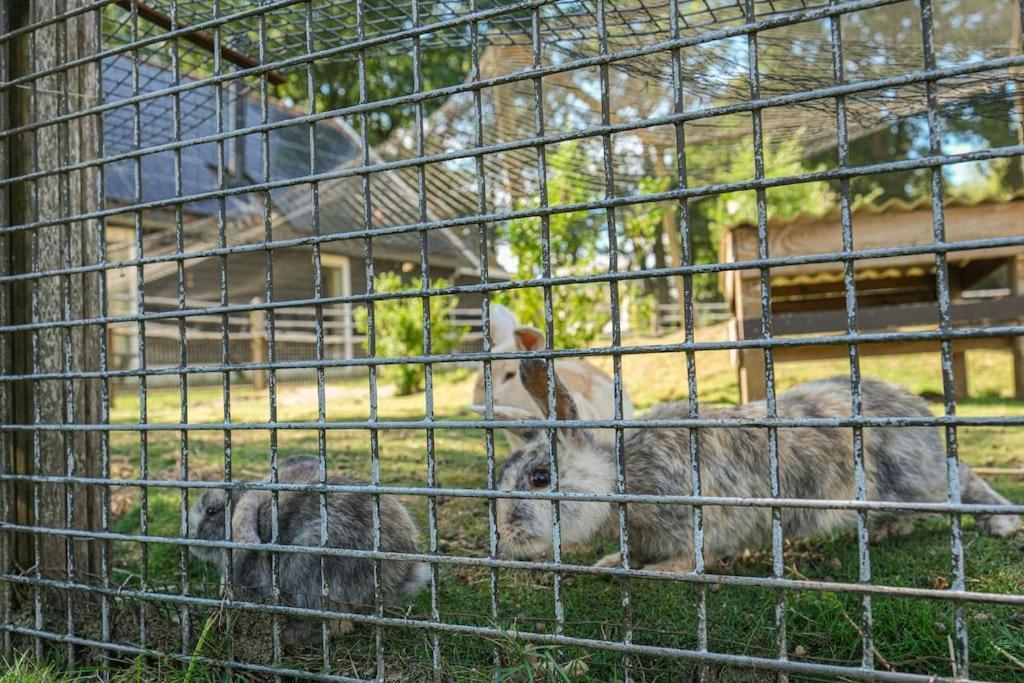 Trekkershut In De Campsite